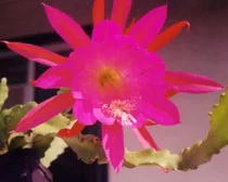 Epiphyllum My Dear