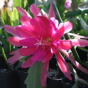 Epiphyllum New Day