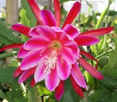 Epiphyllum Paula Knebel