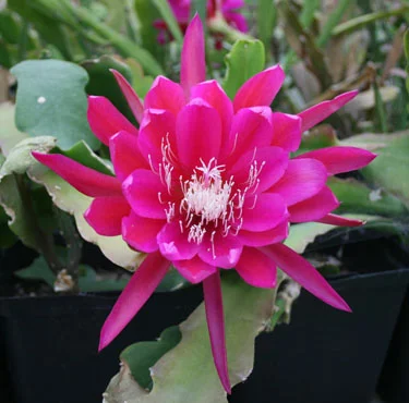 Epiphyllum Paradise