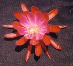 Epiphyllum Summer Carnival
