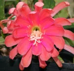 Epiphyllum Sweet Leilam
