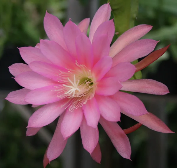 Epiphyllum Tucuya