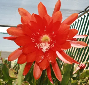 Epiphyllum Tijuana Brass