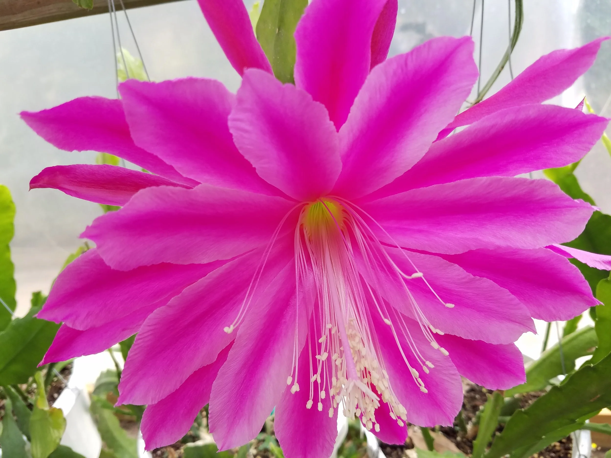 Epiphyllum Vanilla Sunset