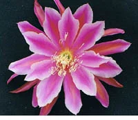 Epiphyllum Wonderama