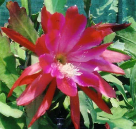 Epiphyllum You're the One