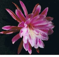 Epiphyllum Zoto