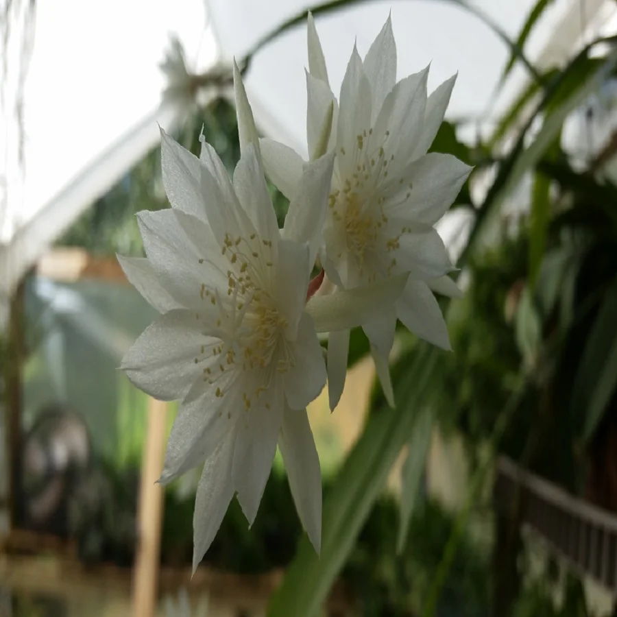 Epiphyllum pumilum