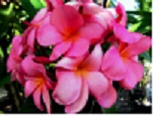 Plumeria frangipani Charlotte Ebert