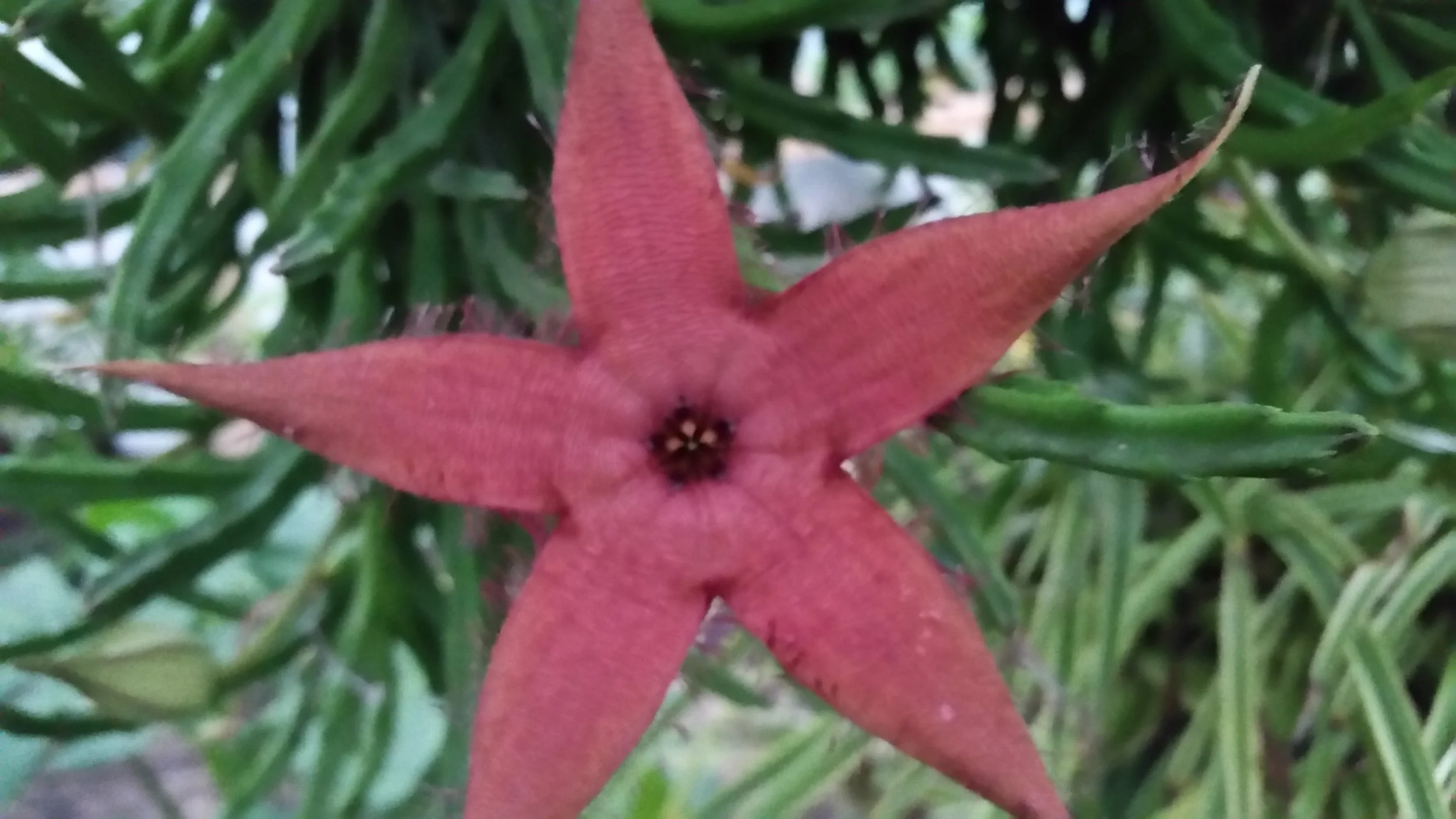 Stapelia schinzii