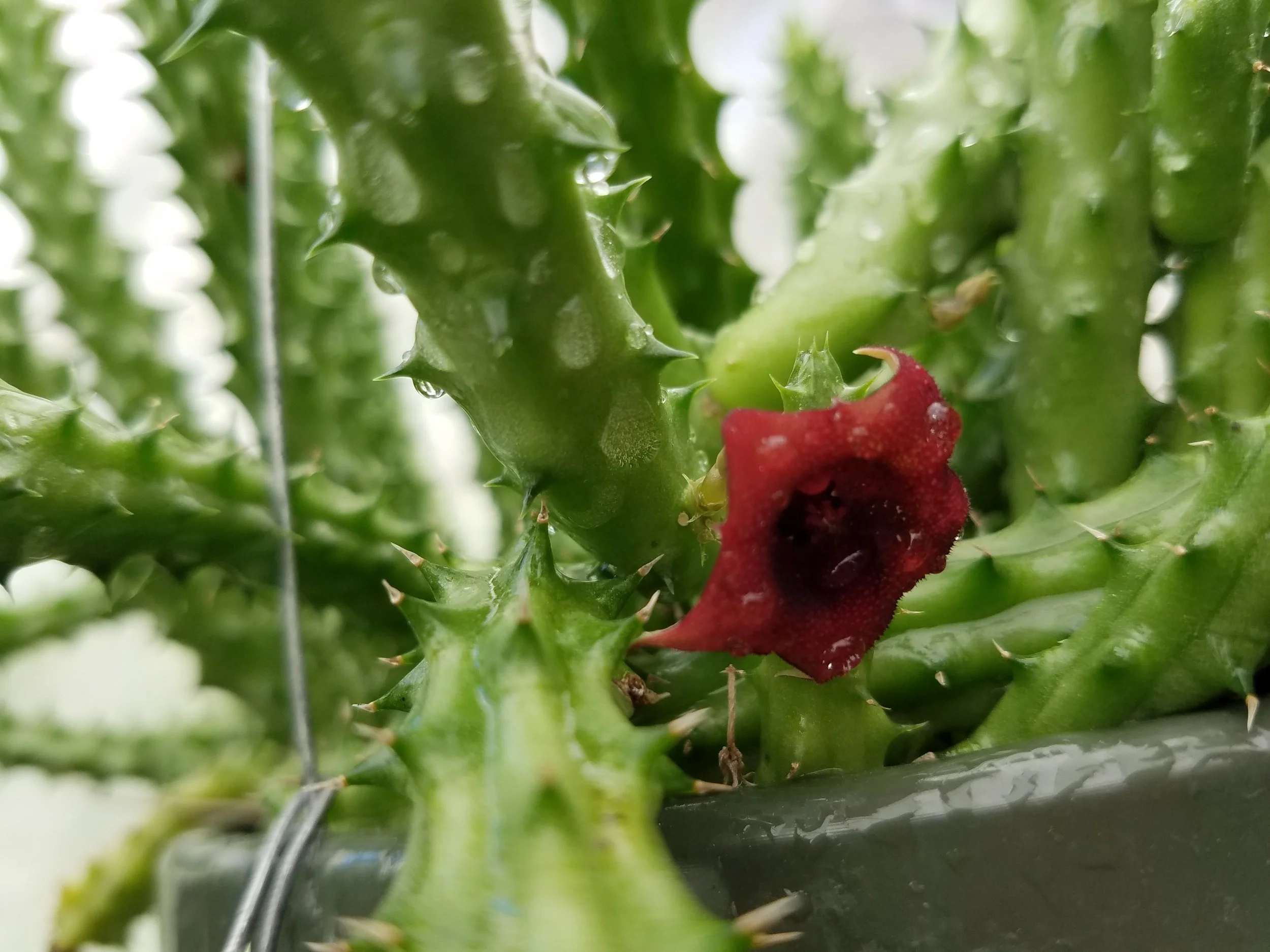 Stapelia Huernia schneideriana 