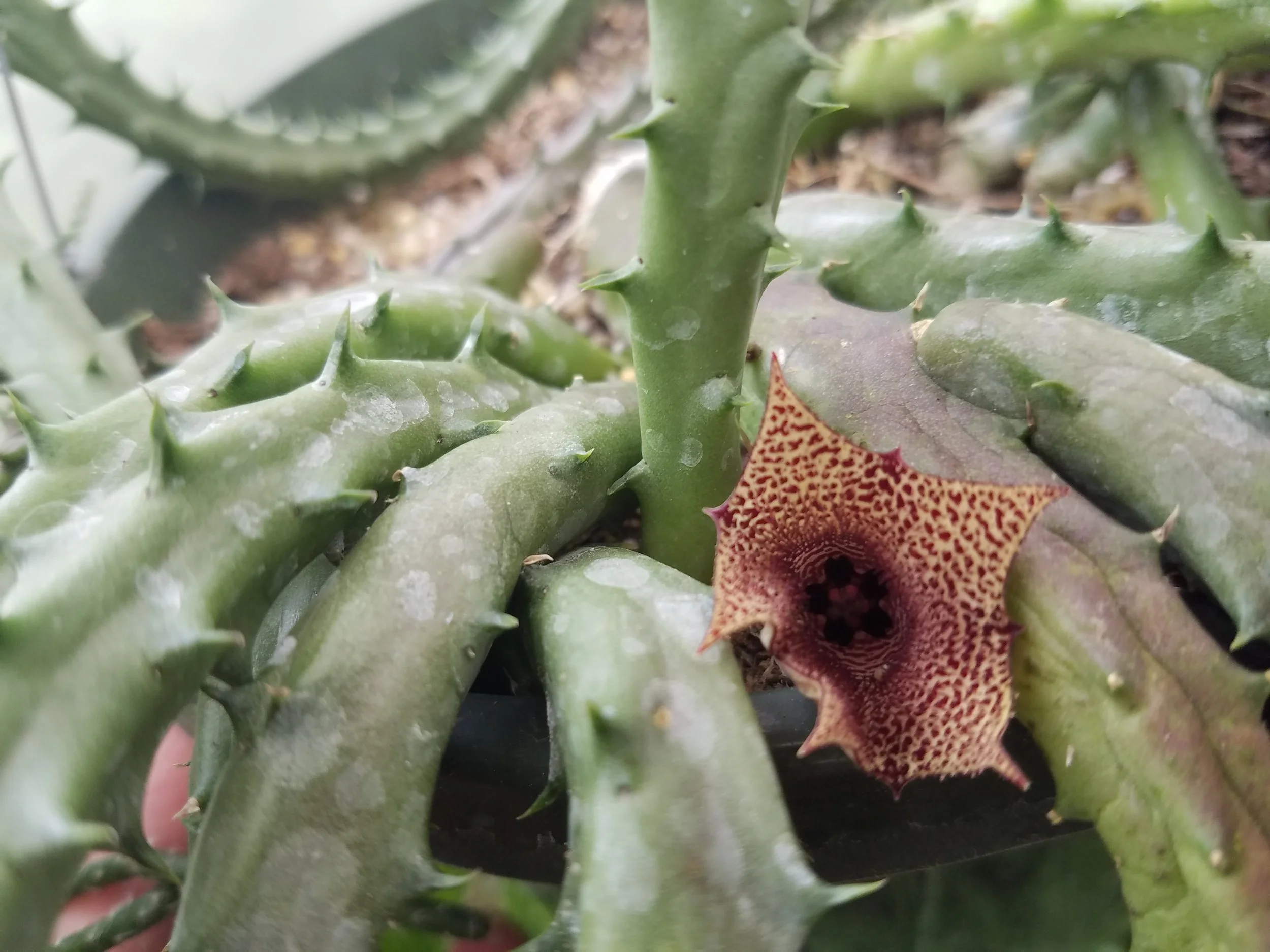 Stapelia Huernia variegata