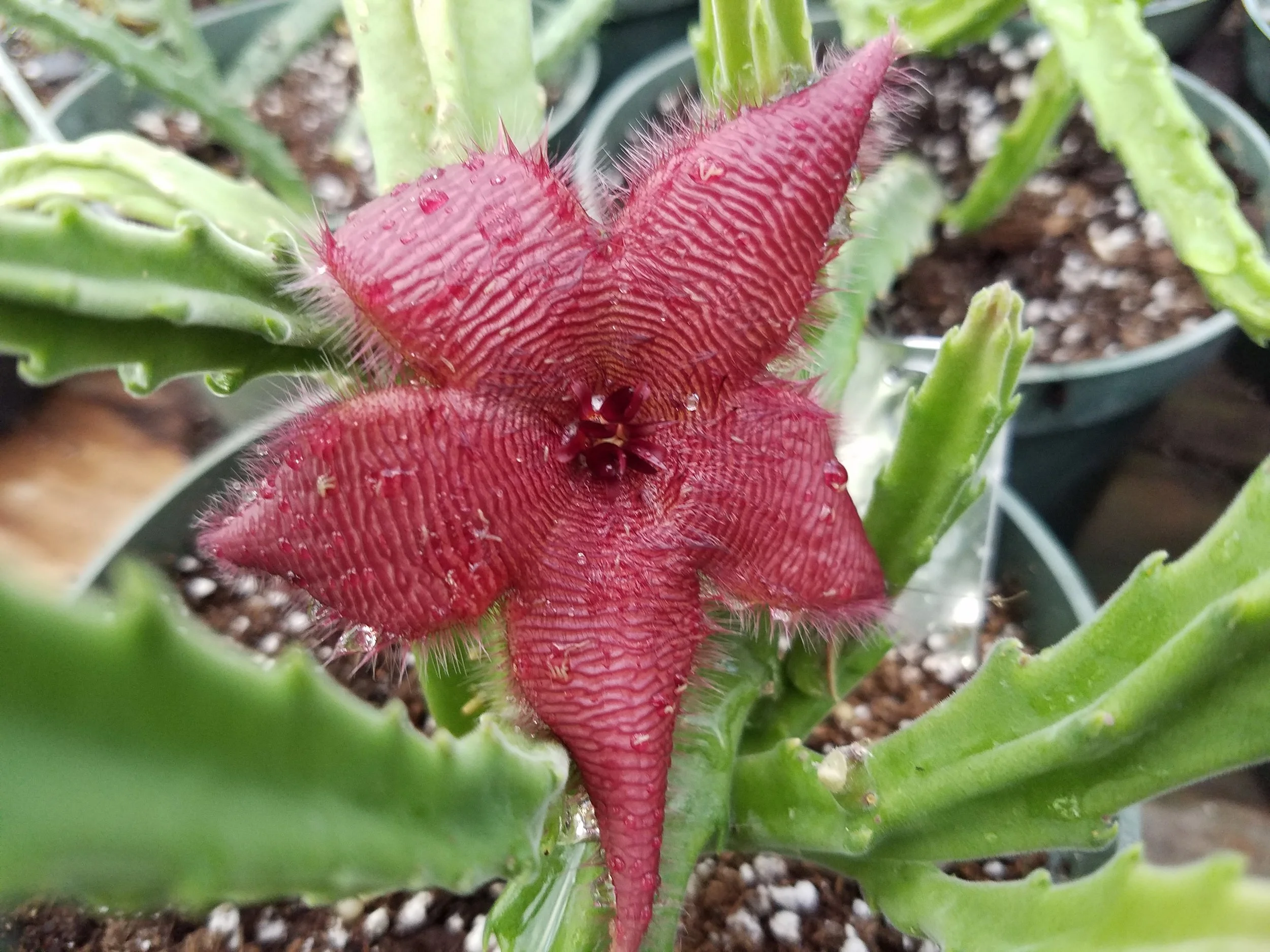 Stapelia asterias