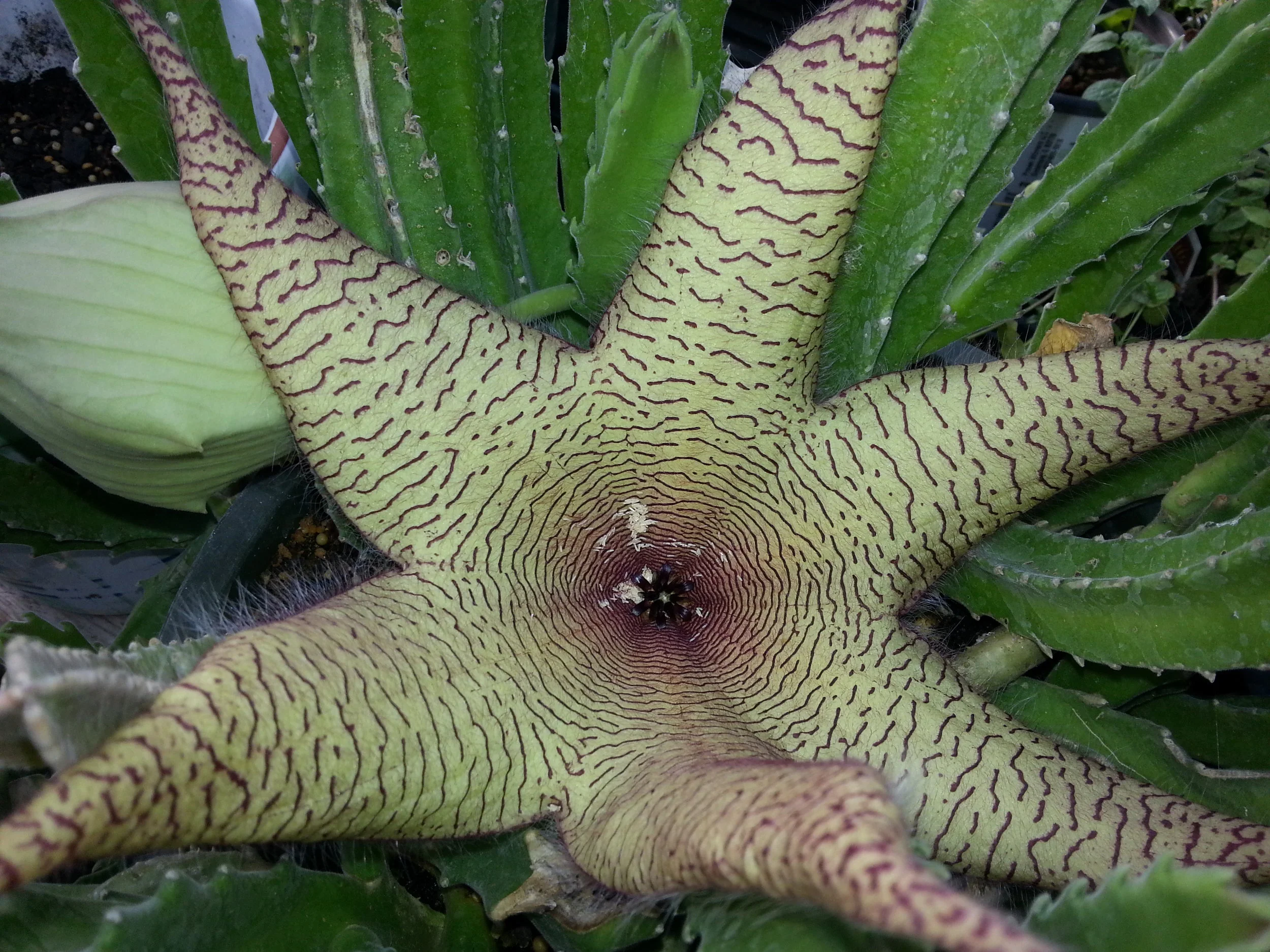 Stapelia gigantea