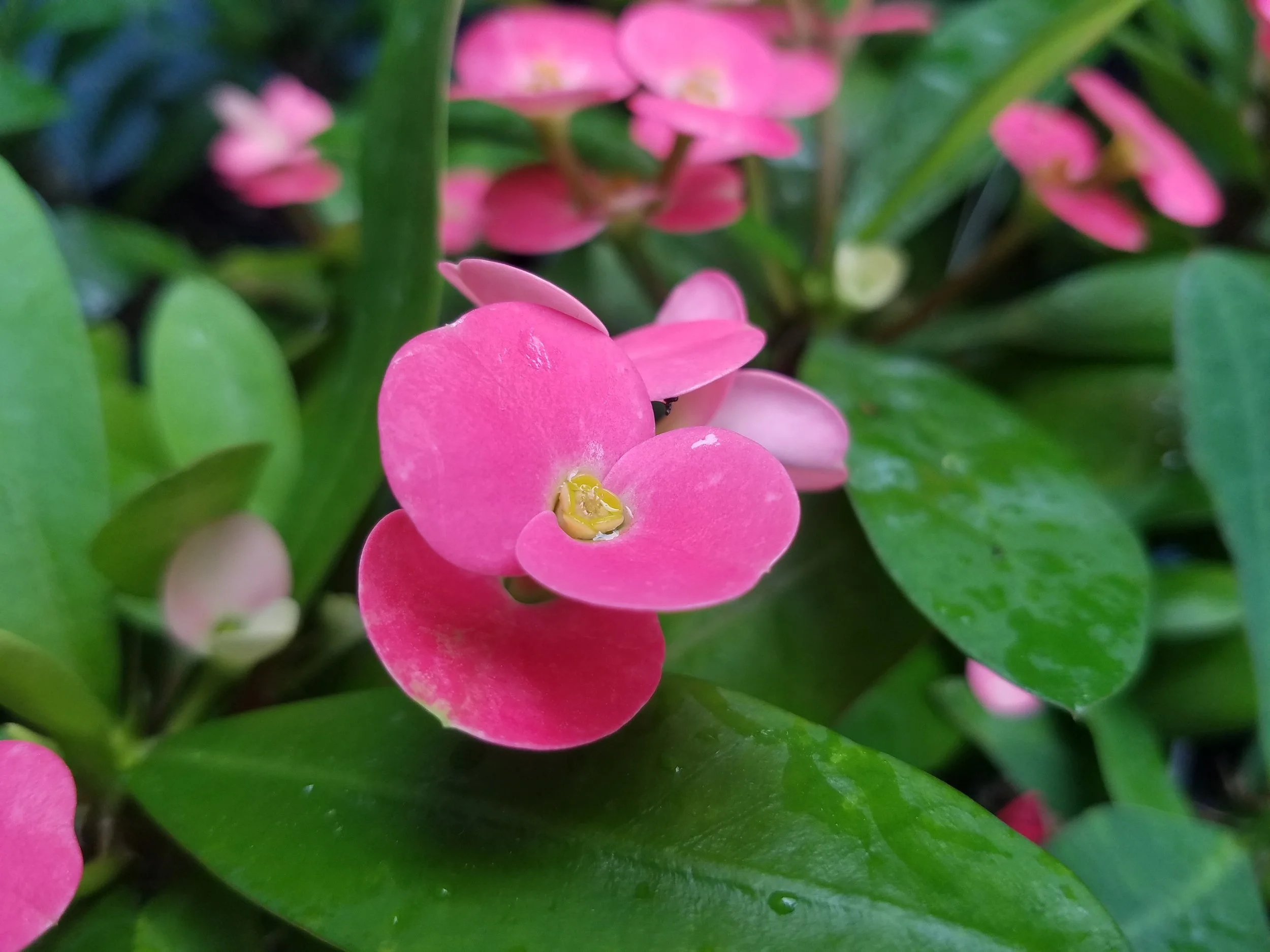 Euphorbia milii Pretty in Pink Crown of Thorns