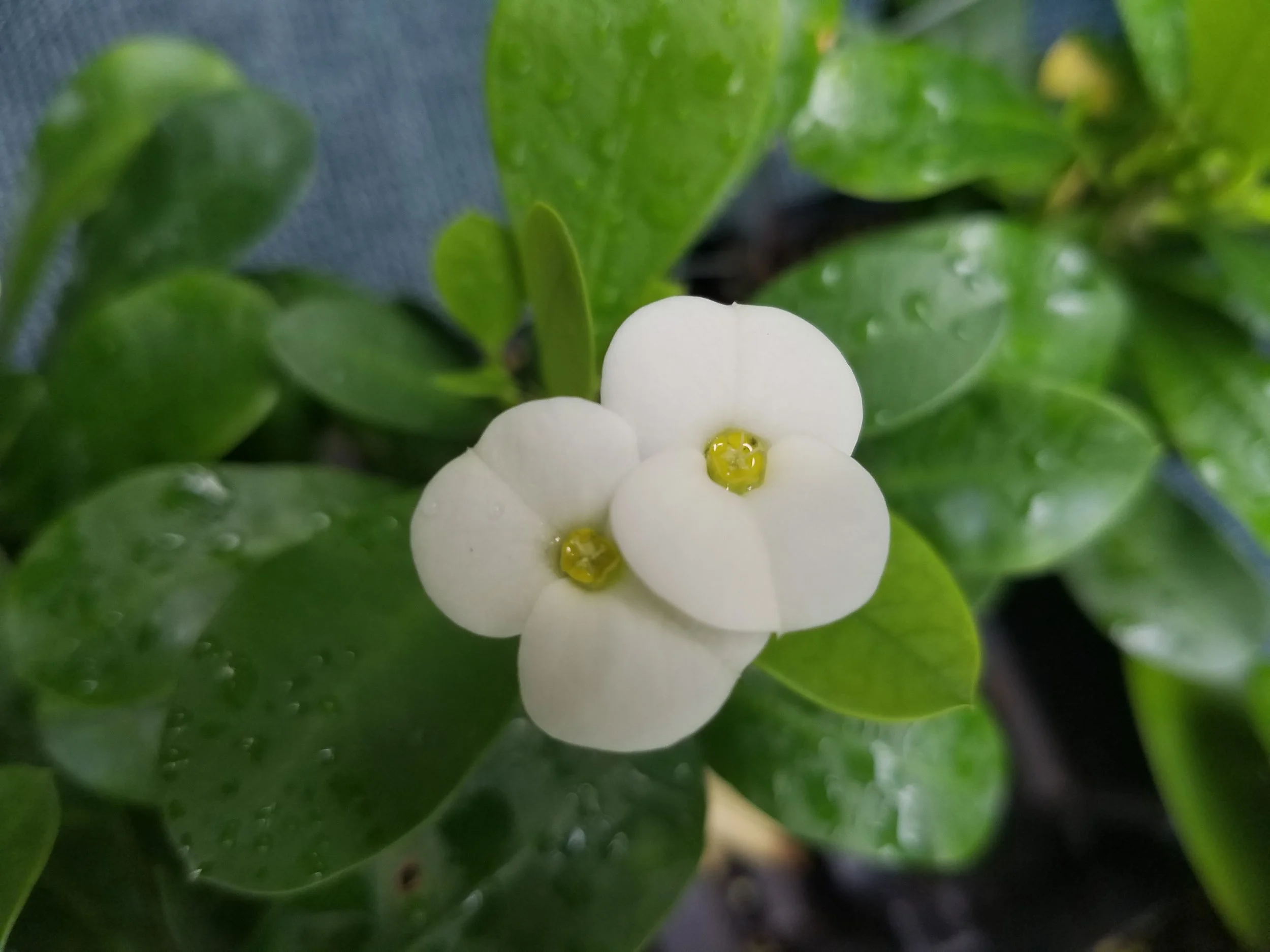 Euphorbia milii Minoche Crown of Thorns 