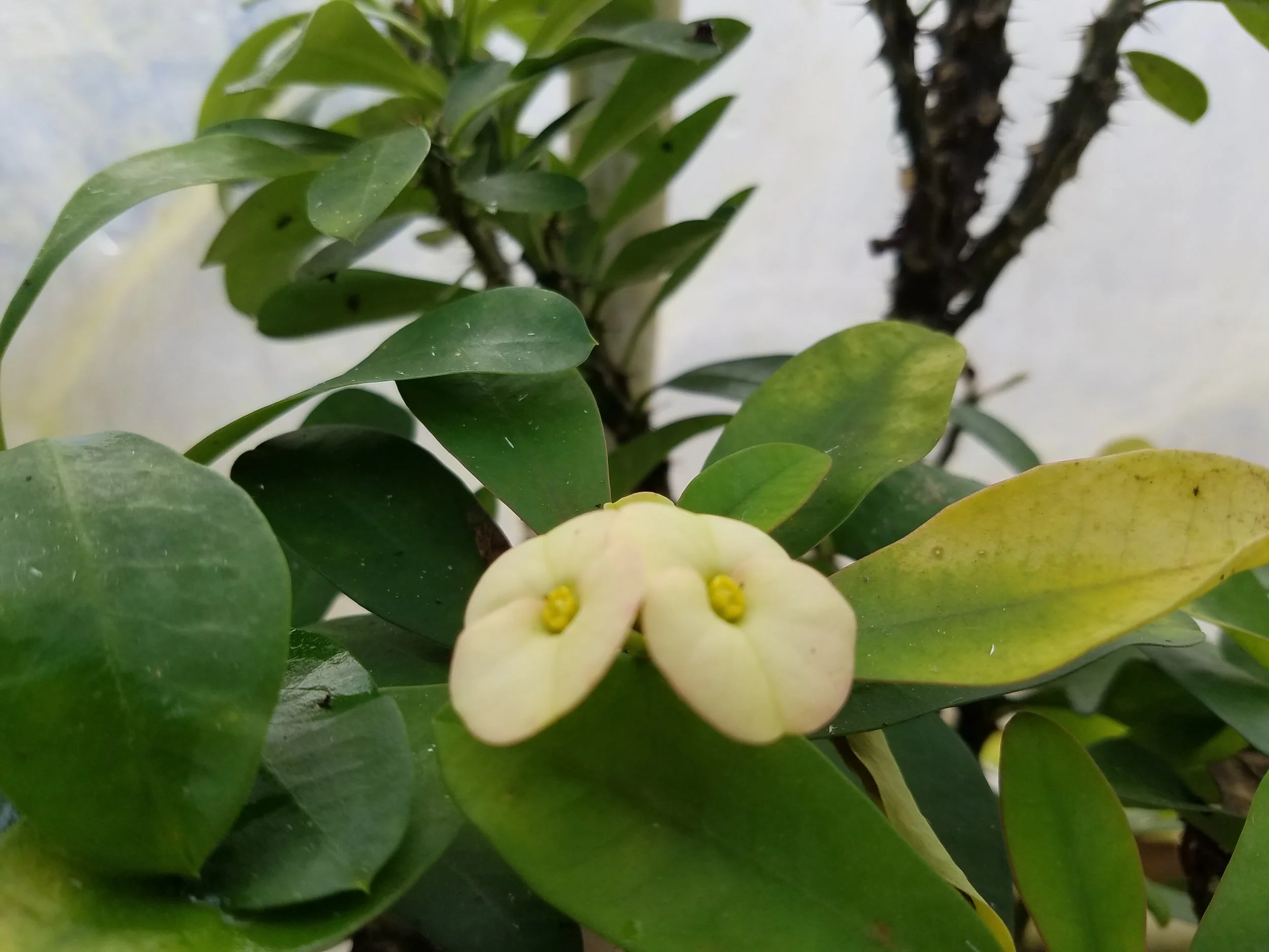 Euphorbia lomi Primrose Crown of Thorns 