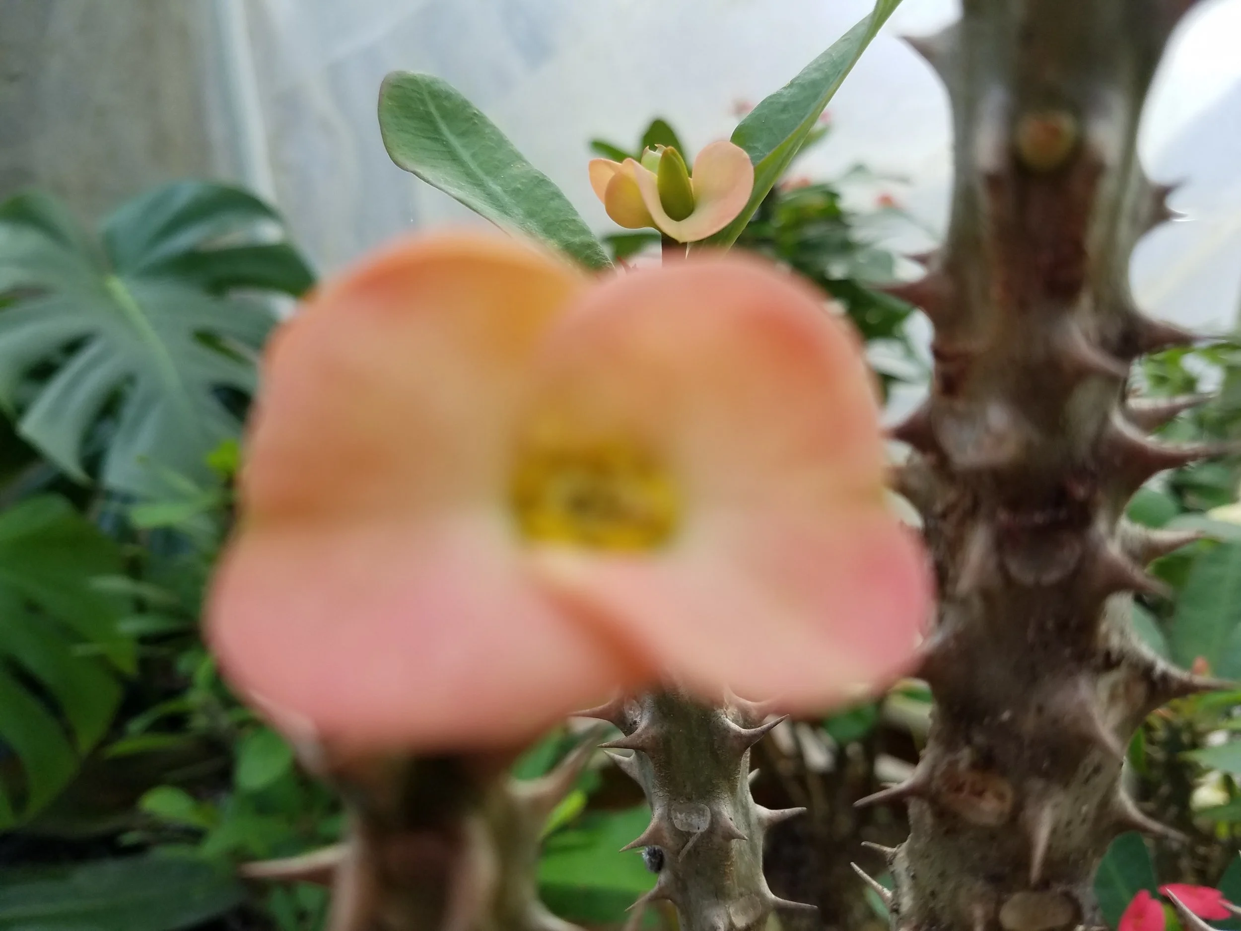 Euphorbia Crown of Thorns