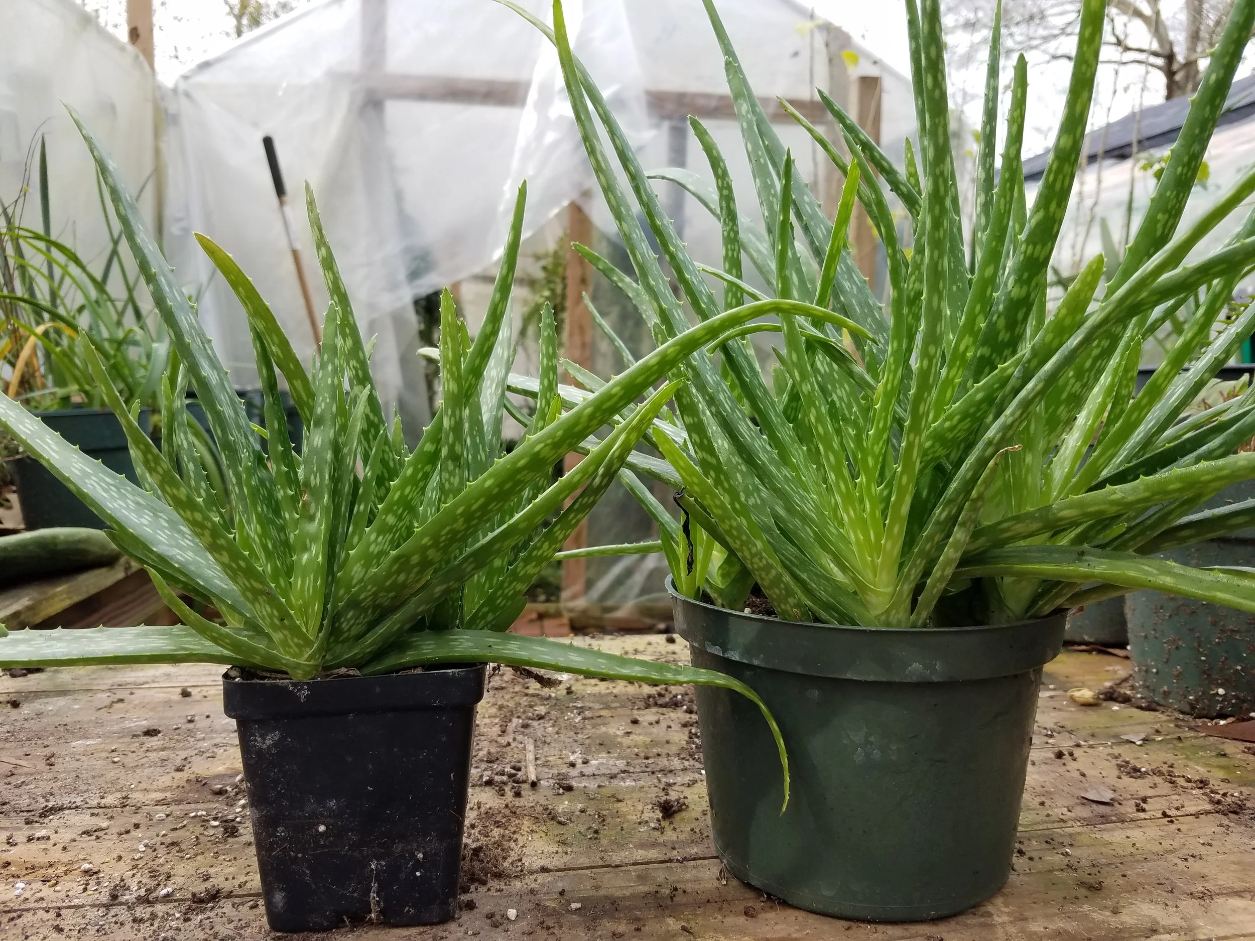 Aloe vera