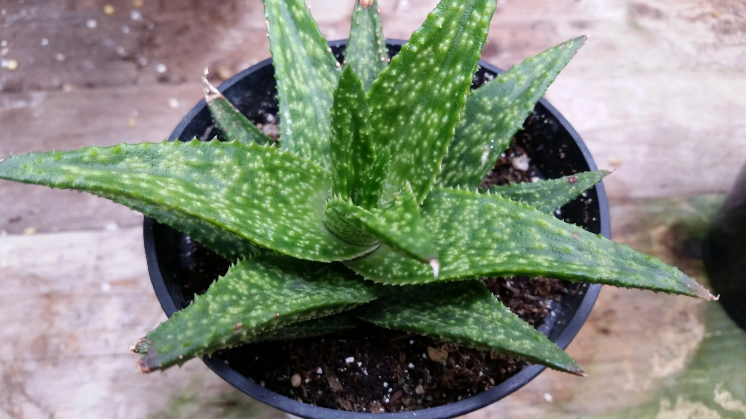 Aloe vera spp.