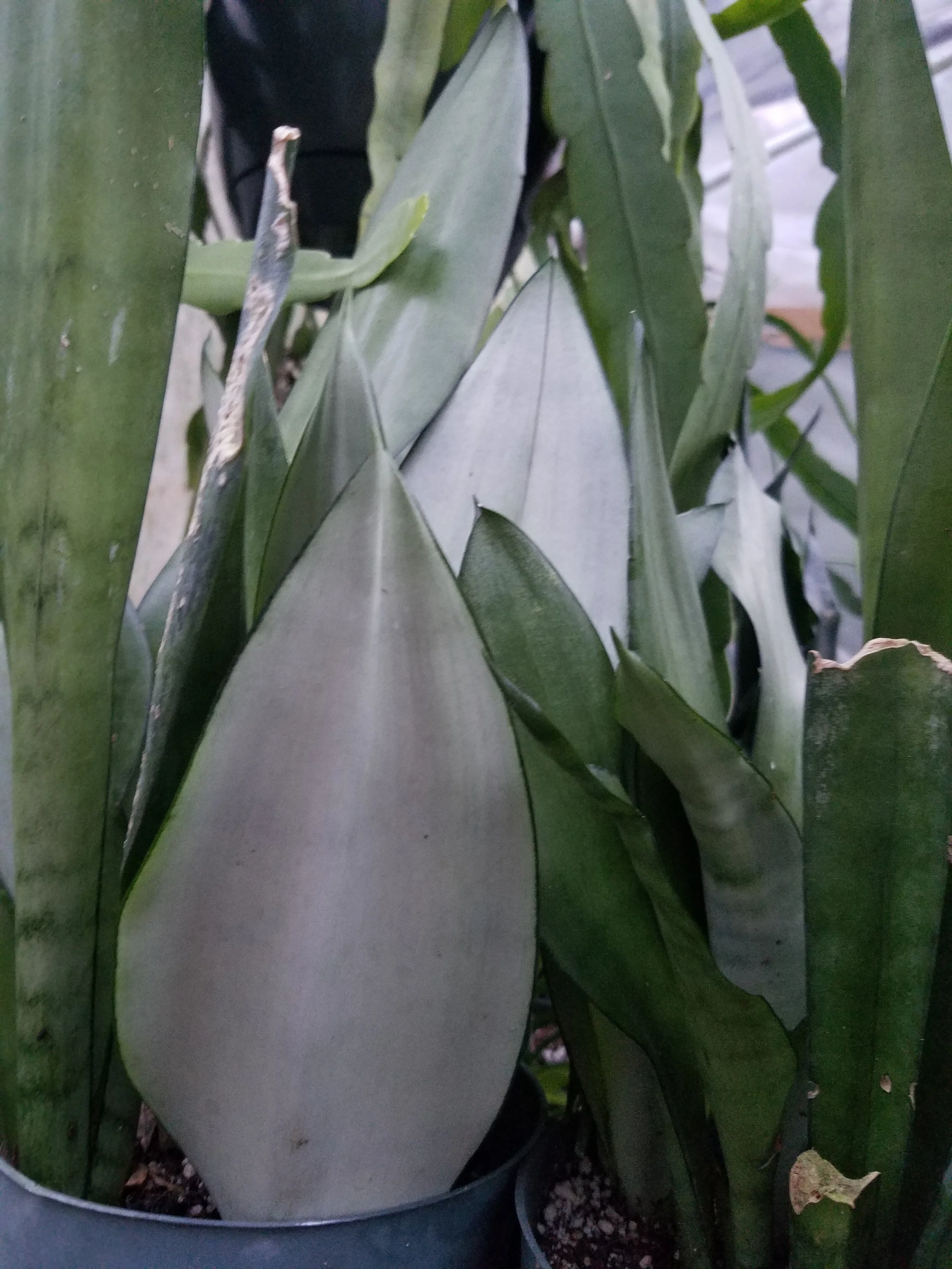 Sansevieria Trifasciata Moonshine Snake Plant