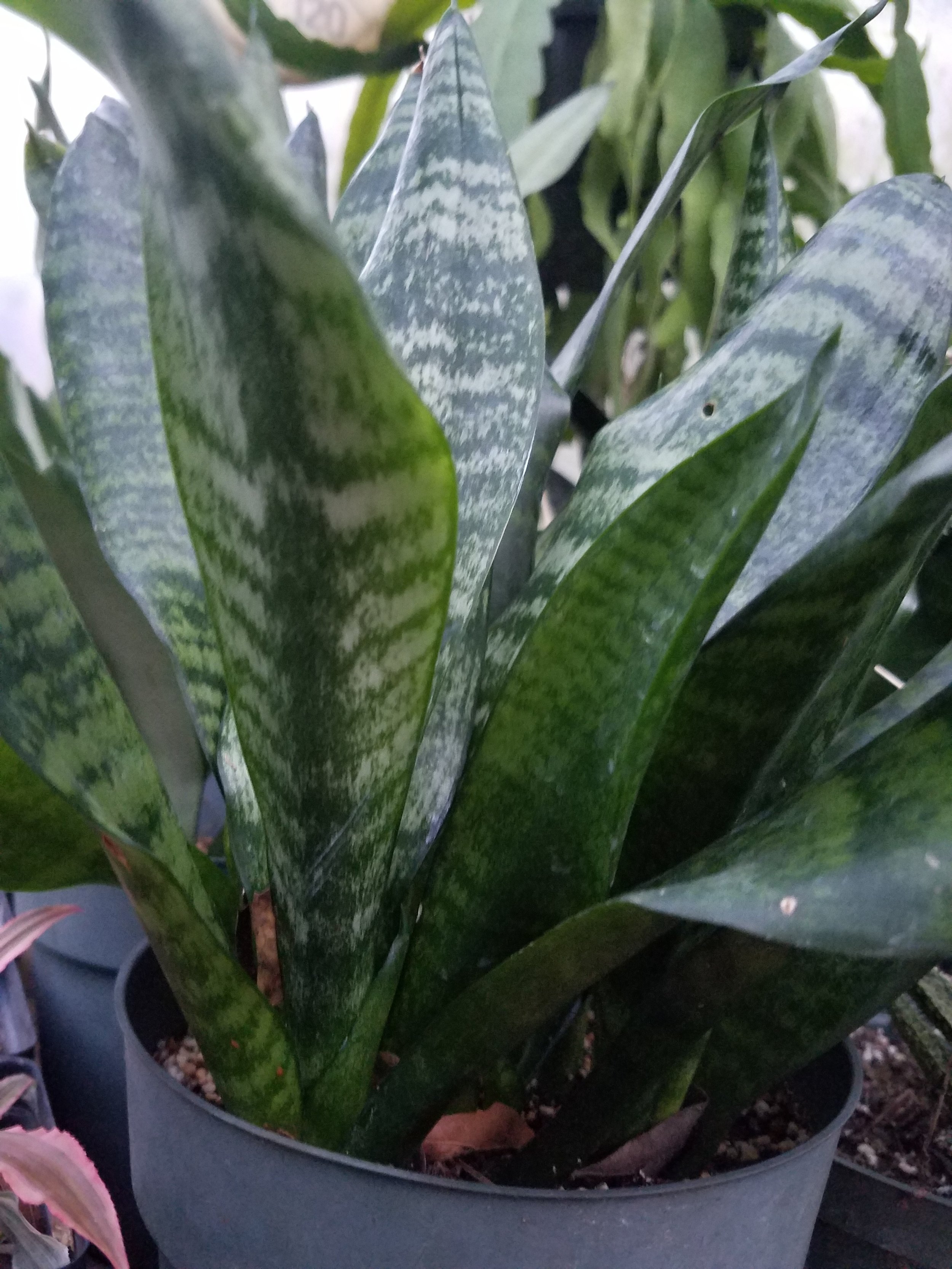 Sansevieria Trifasciata Robusta