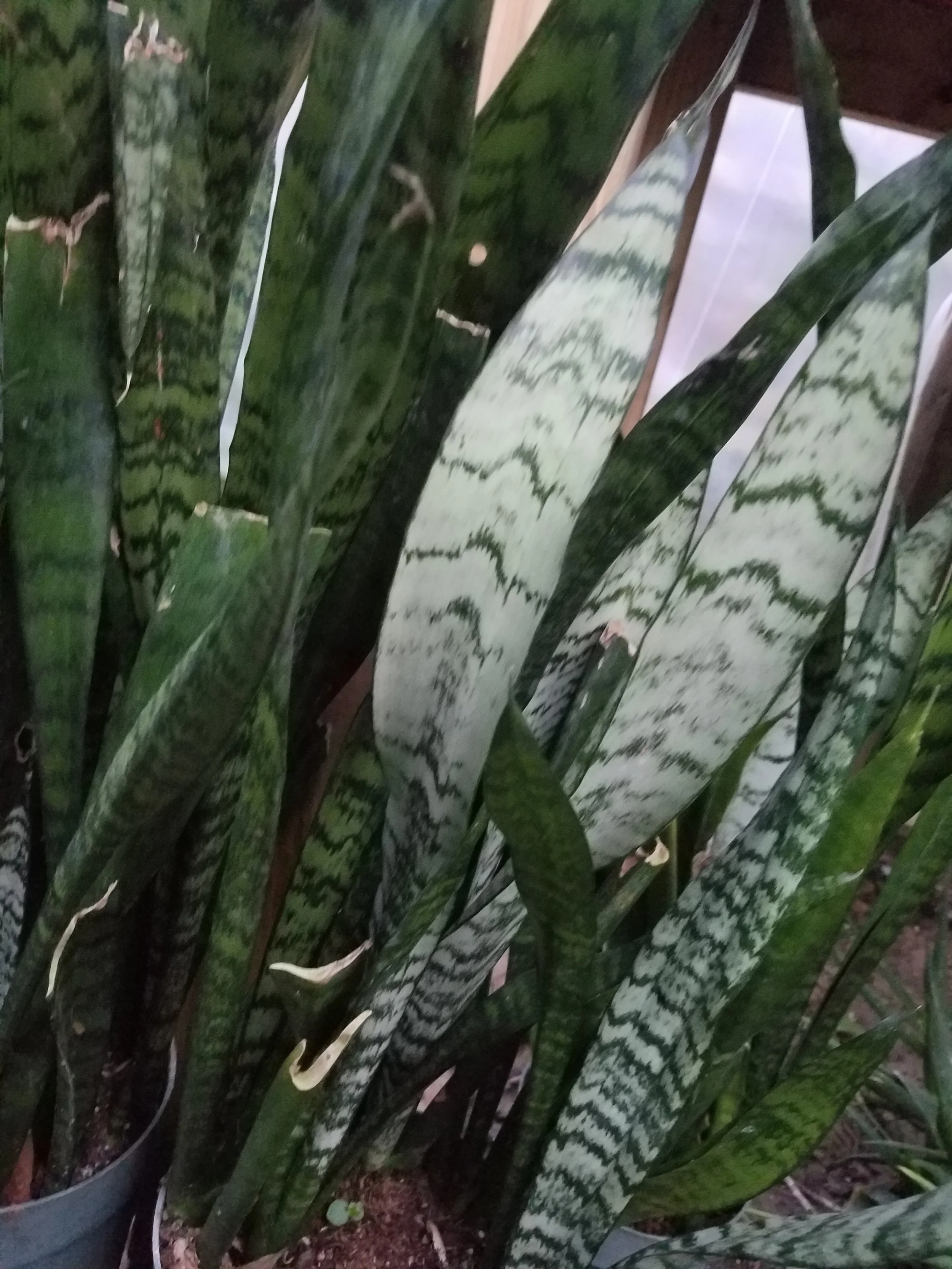 Sansevieria Trifasciata Mother in-Law's Tongue