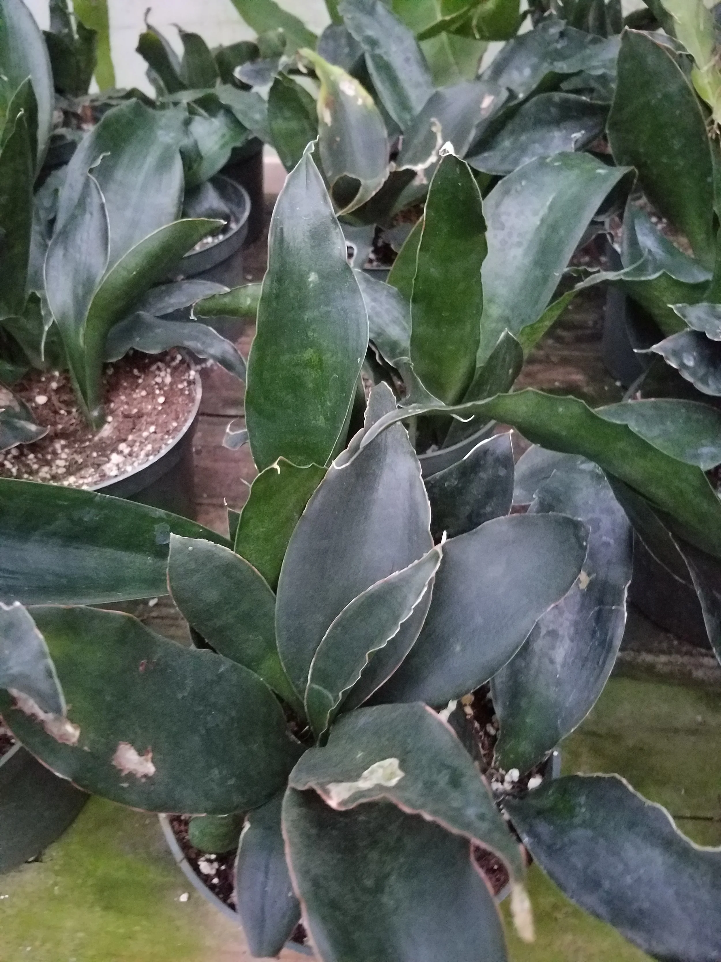 20190717_201932[1].jpg