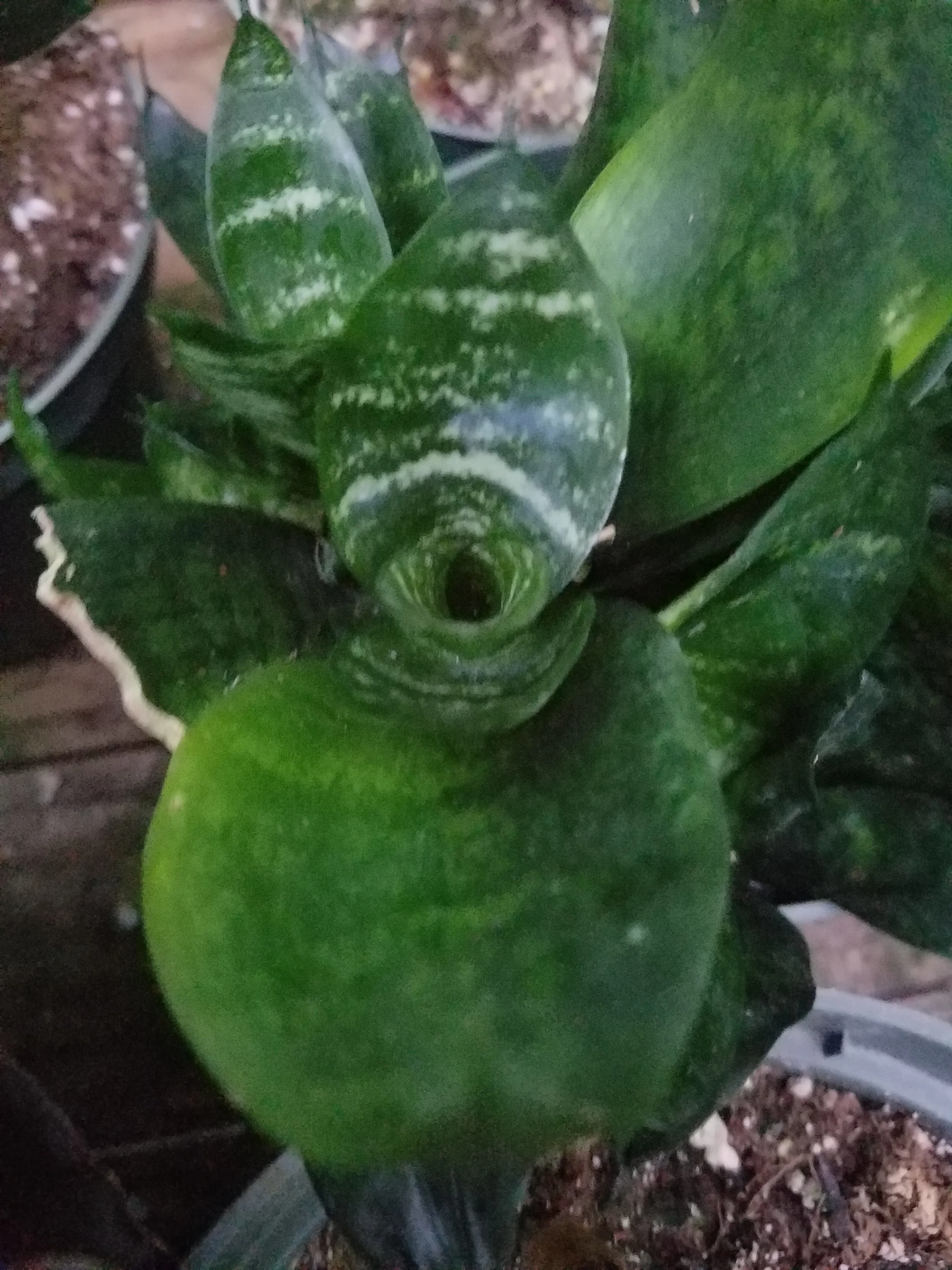 Sansevieria Trifasciate Hahnii Birds Nest Sansevieria