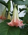 Brugmansia Suaveolens Pink