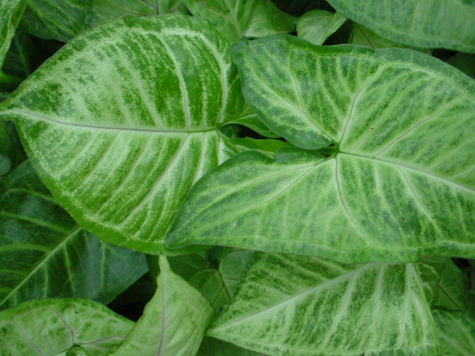 Syngonium podophyllum Imperial White Nephthytis