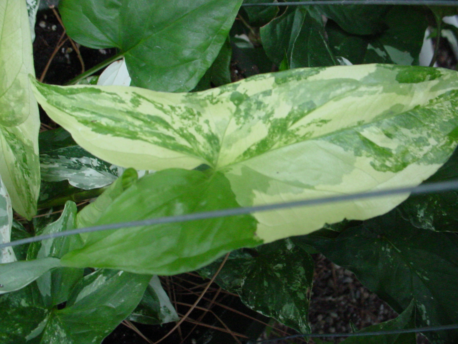 Syngonium podophyllum albo-variegatum&nbsp;“Marble” 