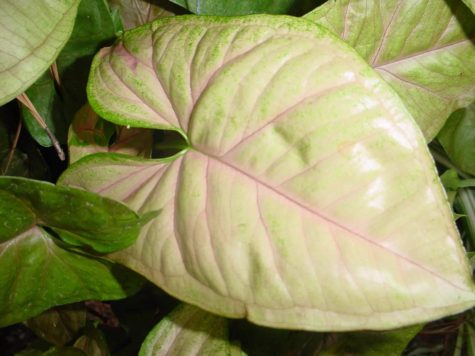Syngonium podophyllum Berry Allsion Nephthytis