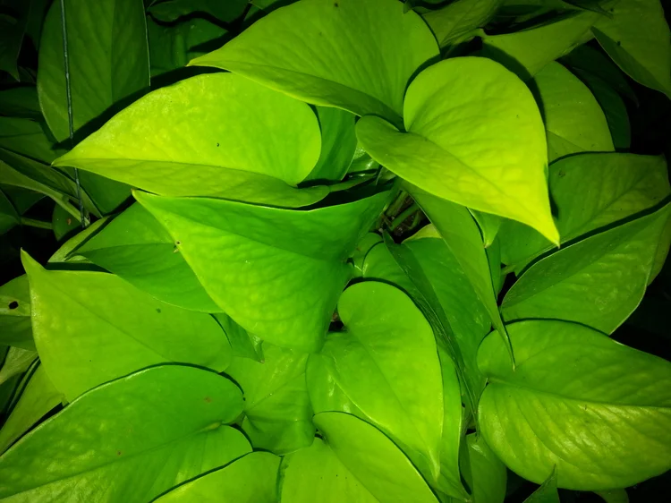 Epipremnum aureum Neon Pothos — My Gardening House