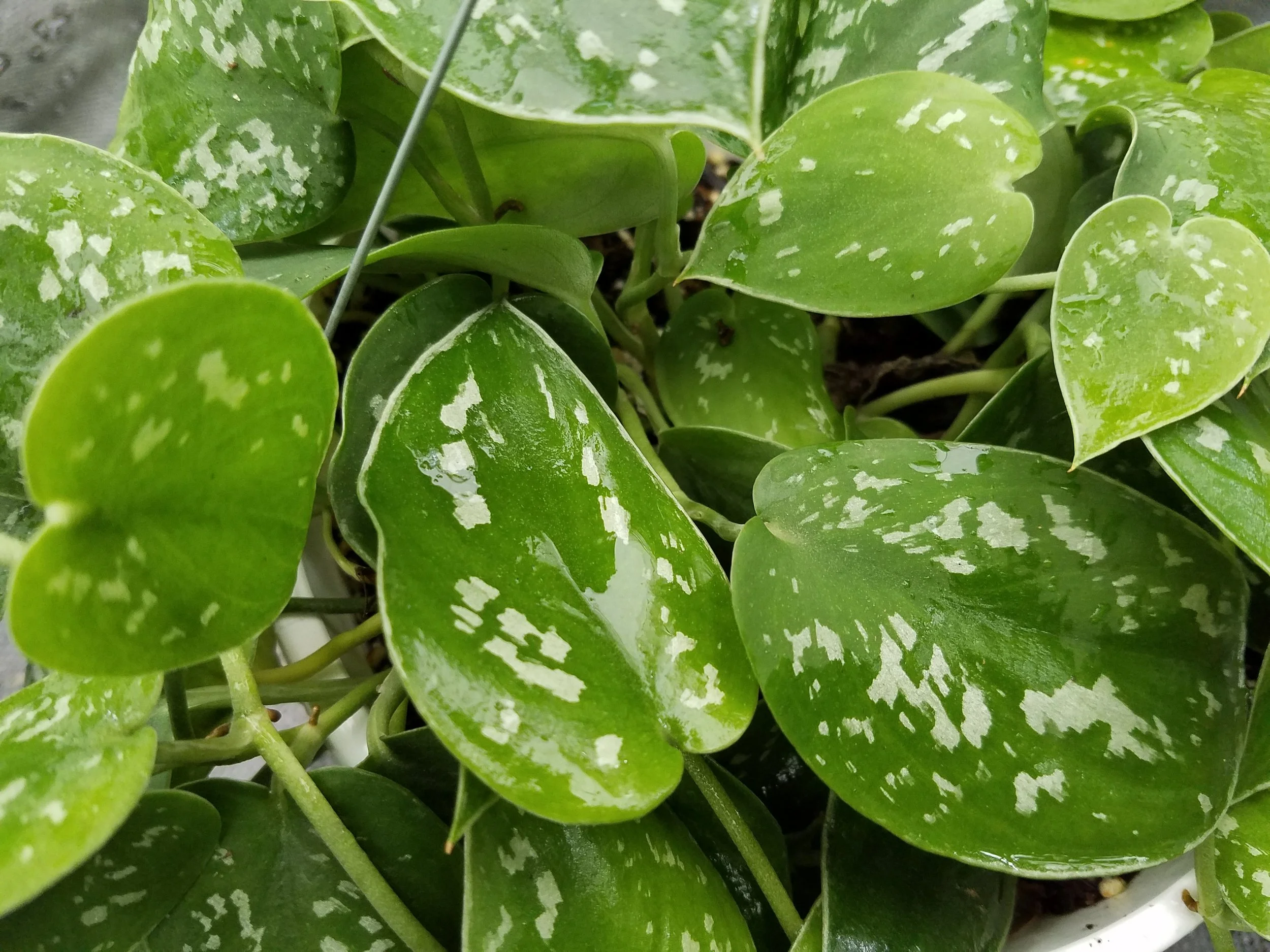 birdsnest snake plant availability Buy Sansevieria Hahnii | Bird's Nest Snake Plant main image 0