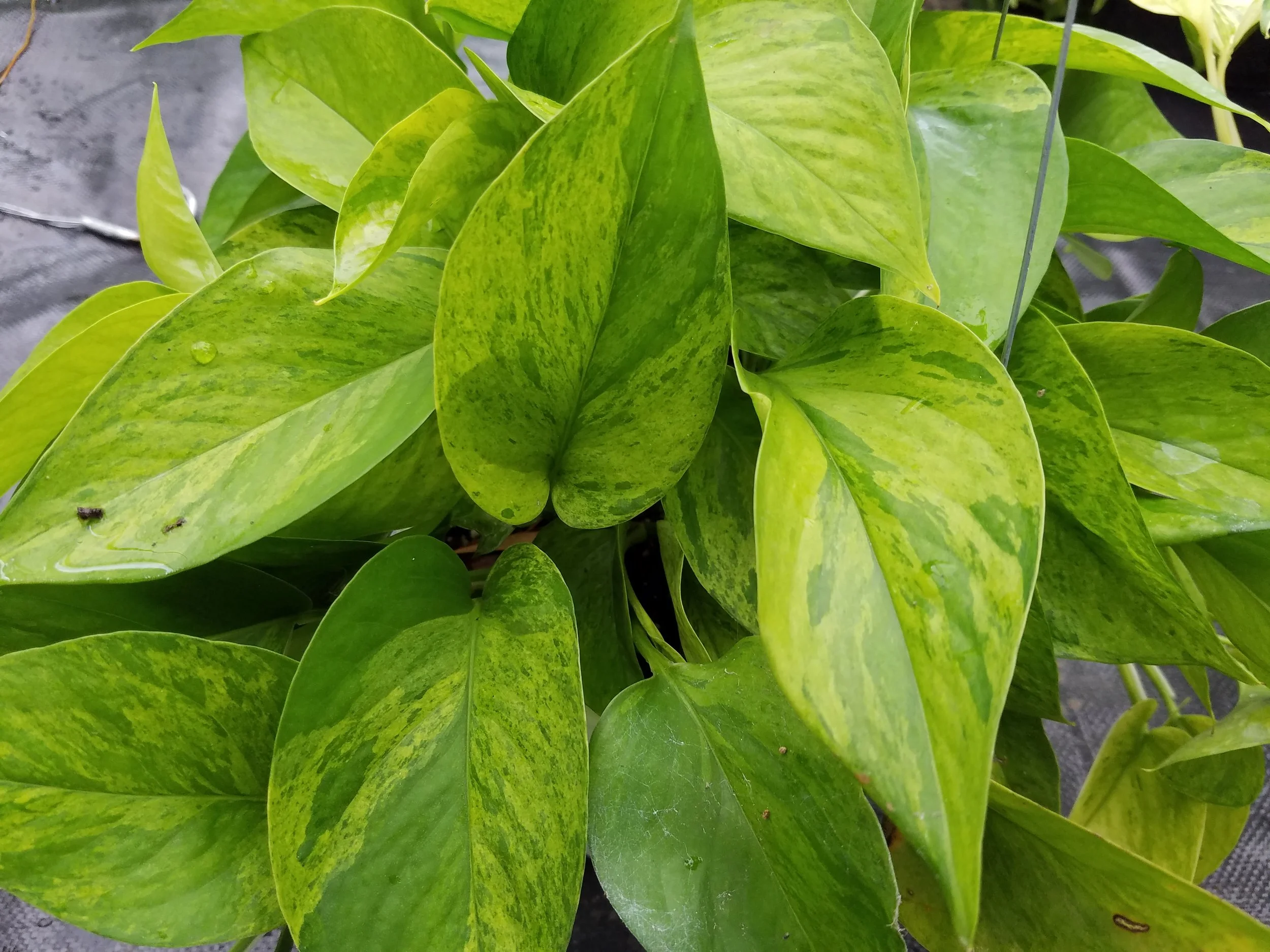 Epipremnum aureum Jessenia Pothos 