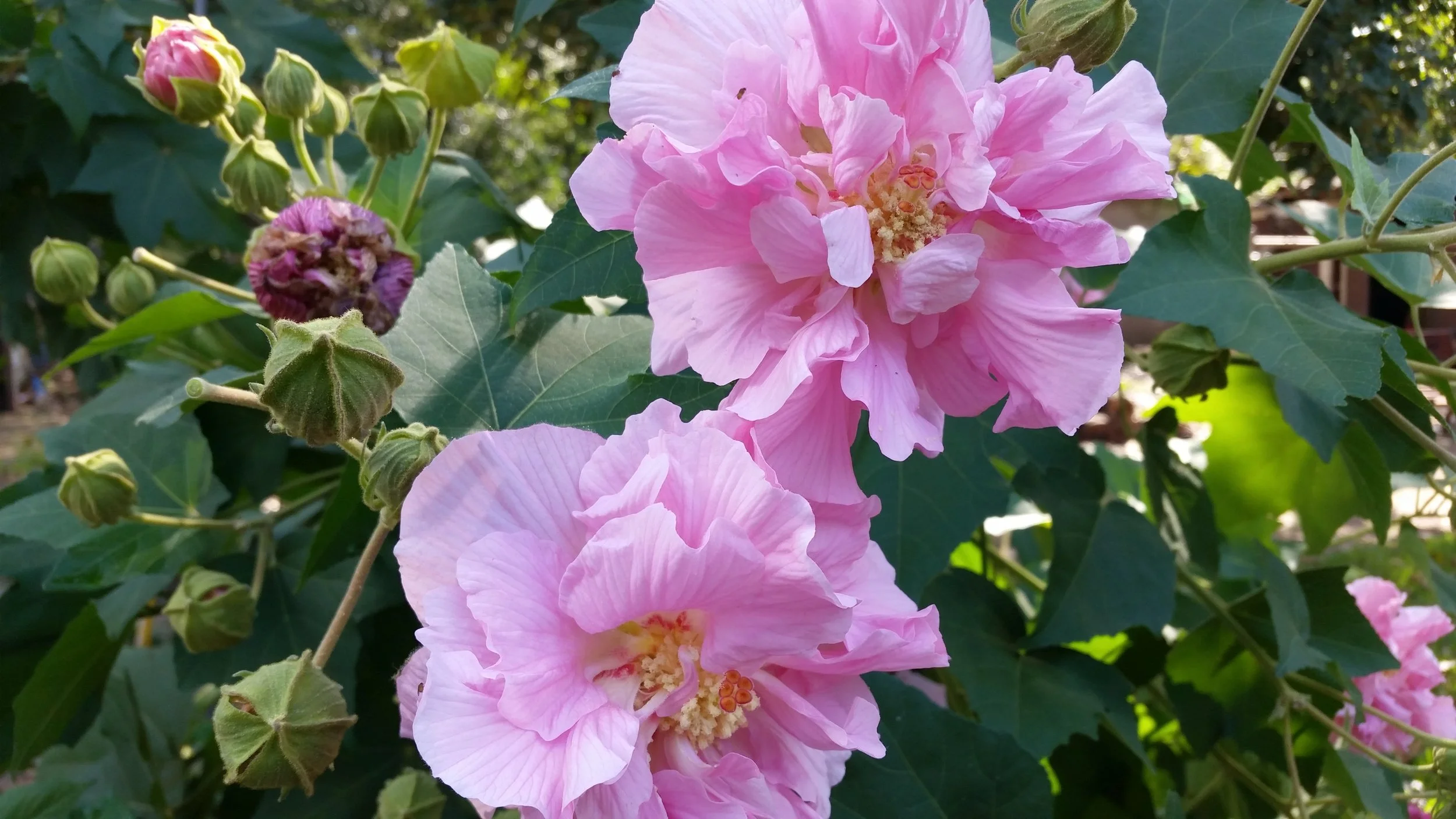 Hibiscus mutabilis Confederate Rose