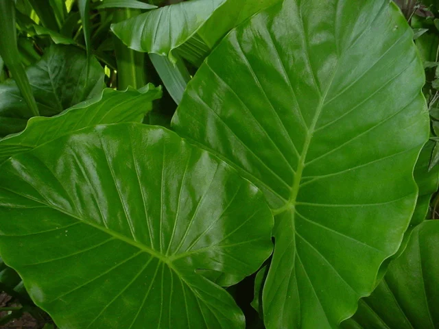 Alocasia brisbanensis