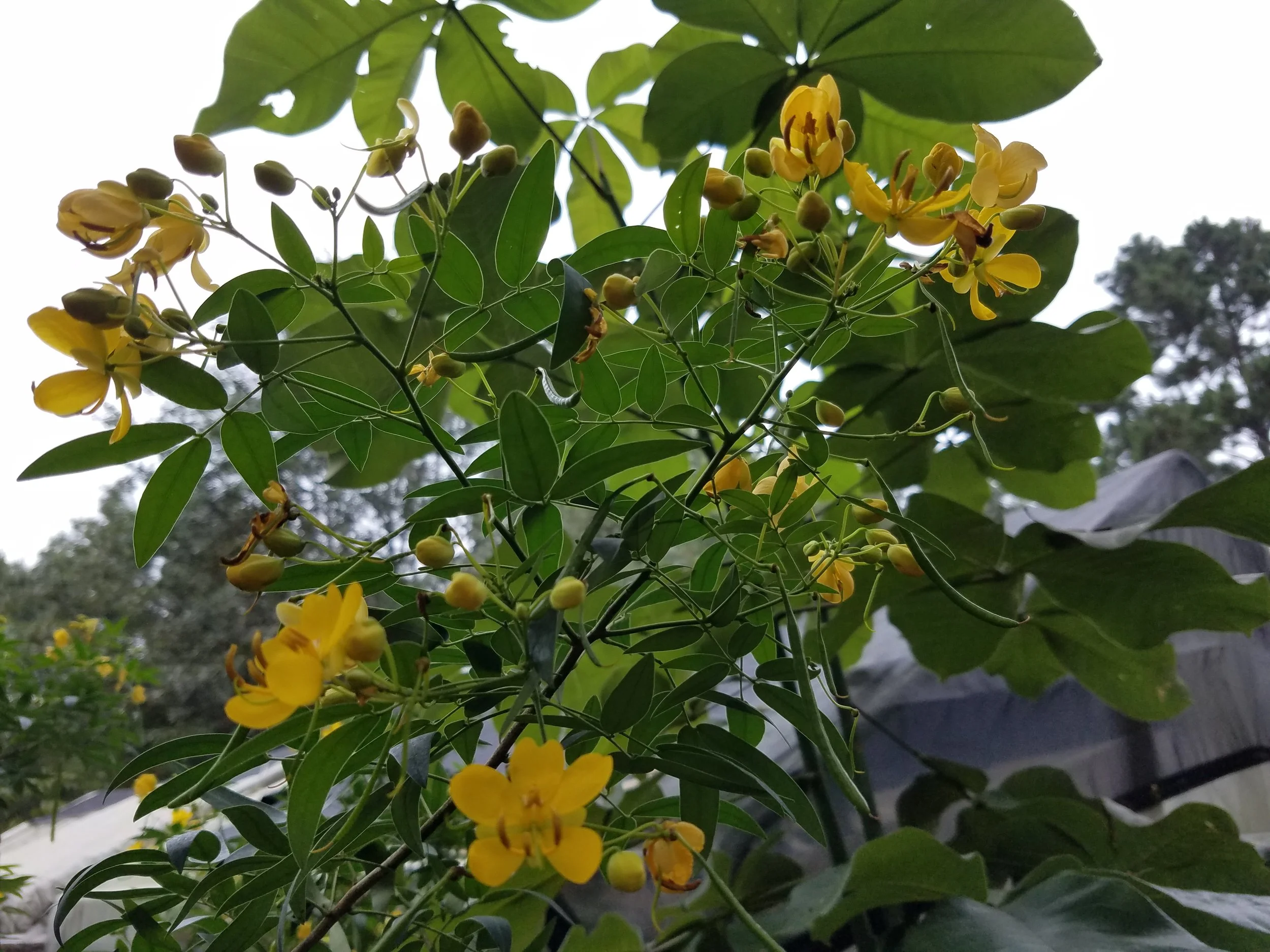 Golden Cassia Senna surattensis