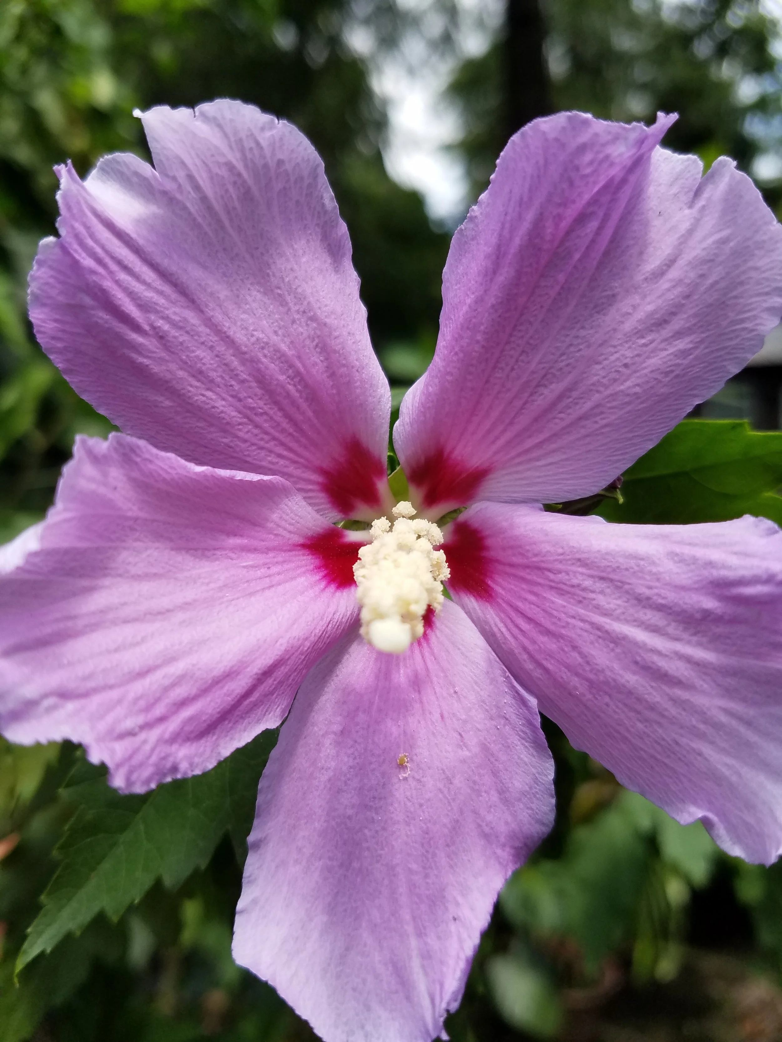 Althea Rose of Sharon Lavender