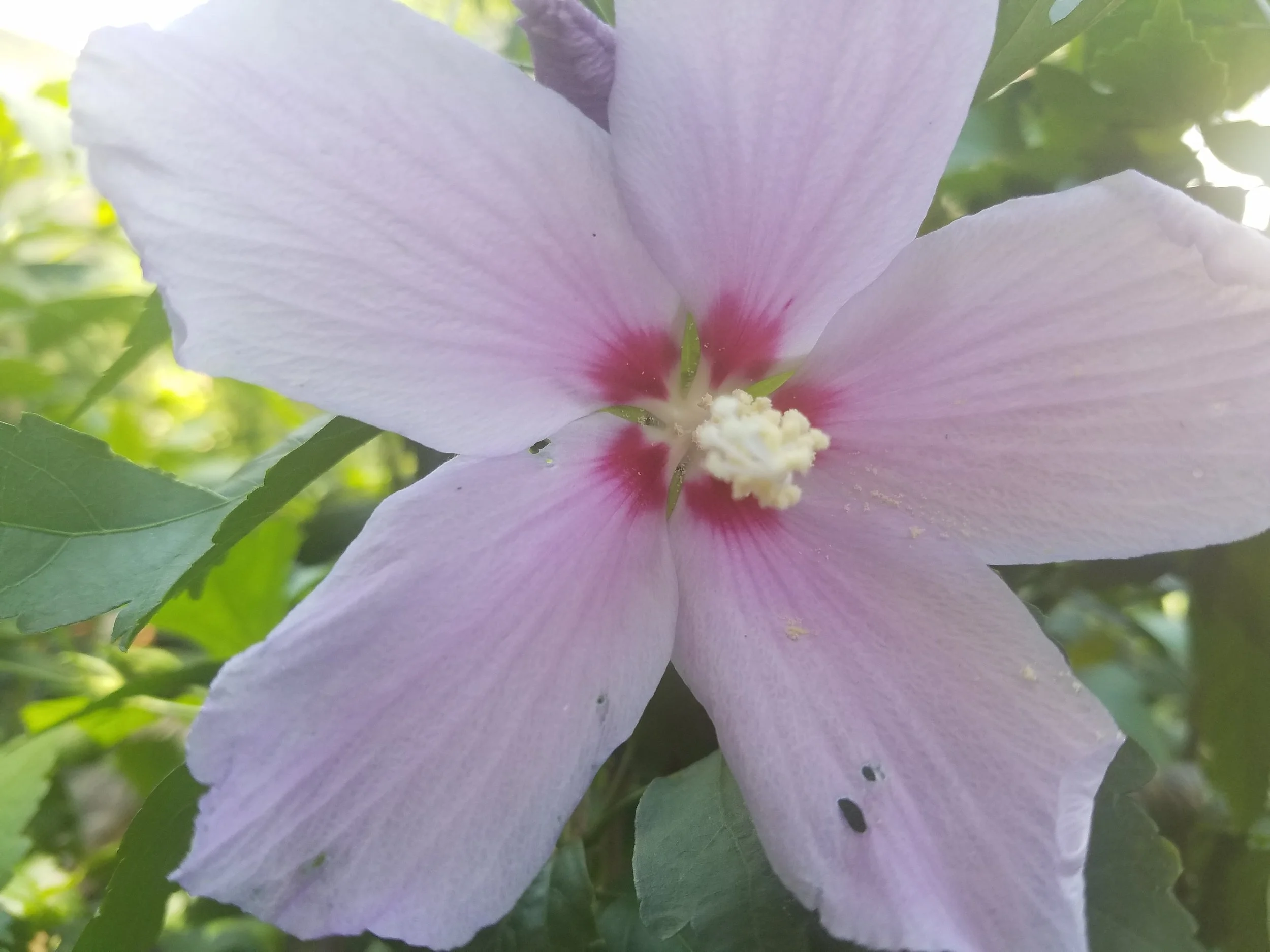 Althea Rose of Sharon Pink