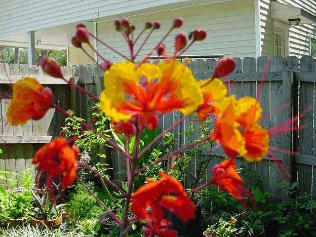 Caesalpinia pulcherrima Pride of Barbados