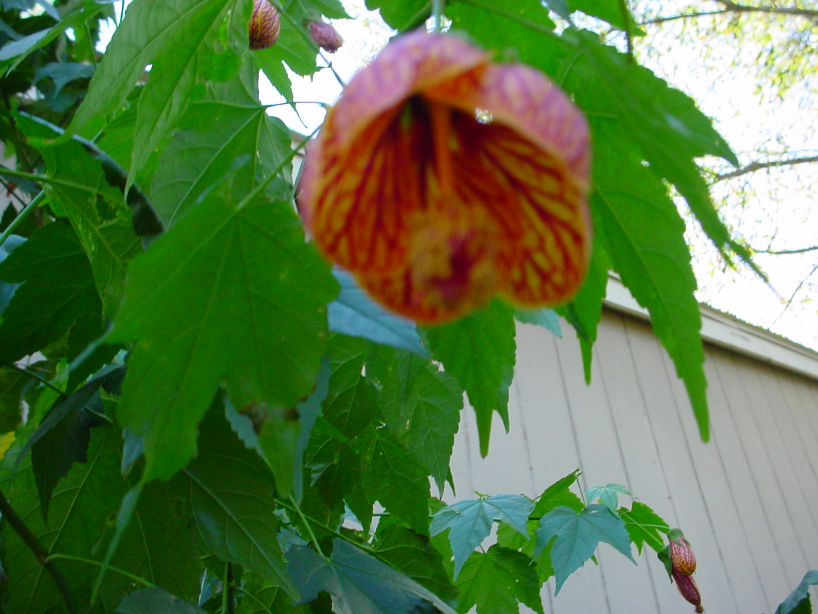 Abutilon pictum
