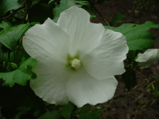 Althea Rose of Sharon Diana