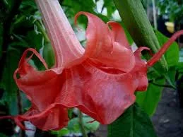 Brugmansia "Pink Perfektion"