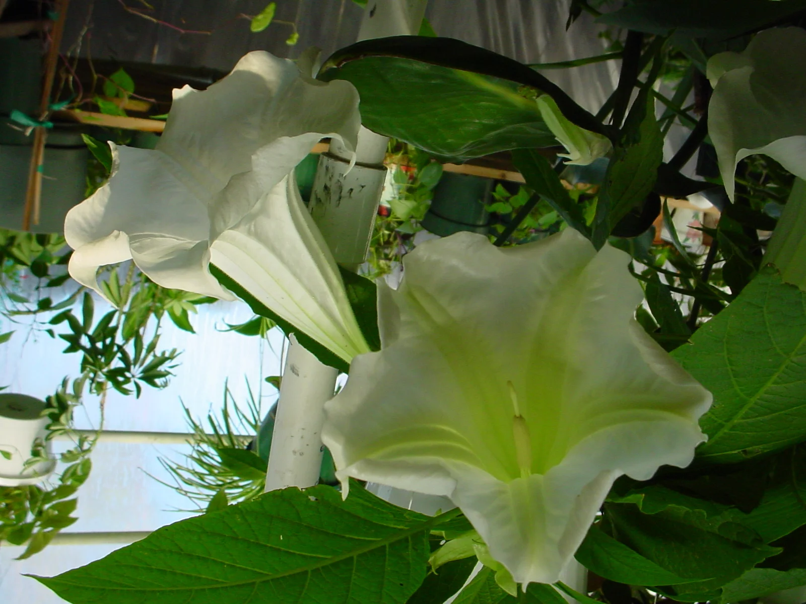 Brugmansia 'Betty Marshall'