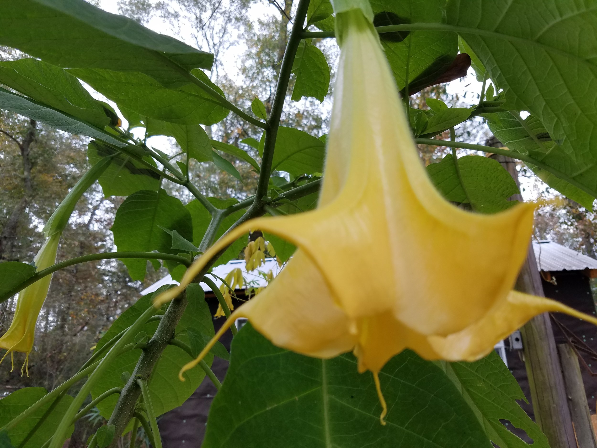 Brugmansia x cubensis Charles Grimaldi