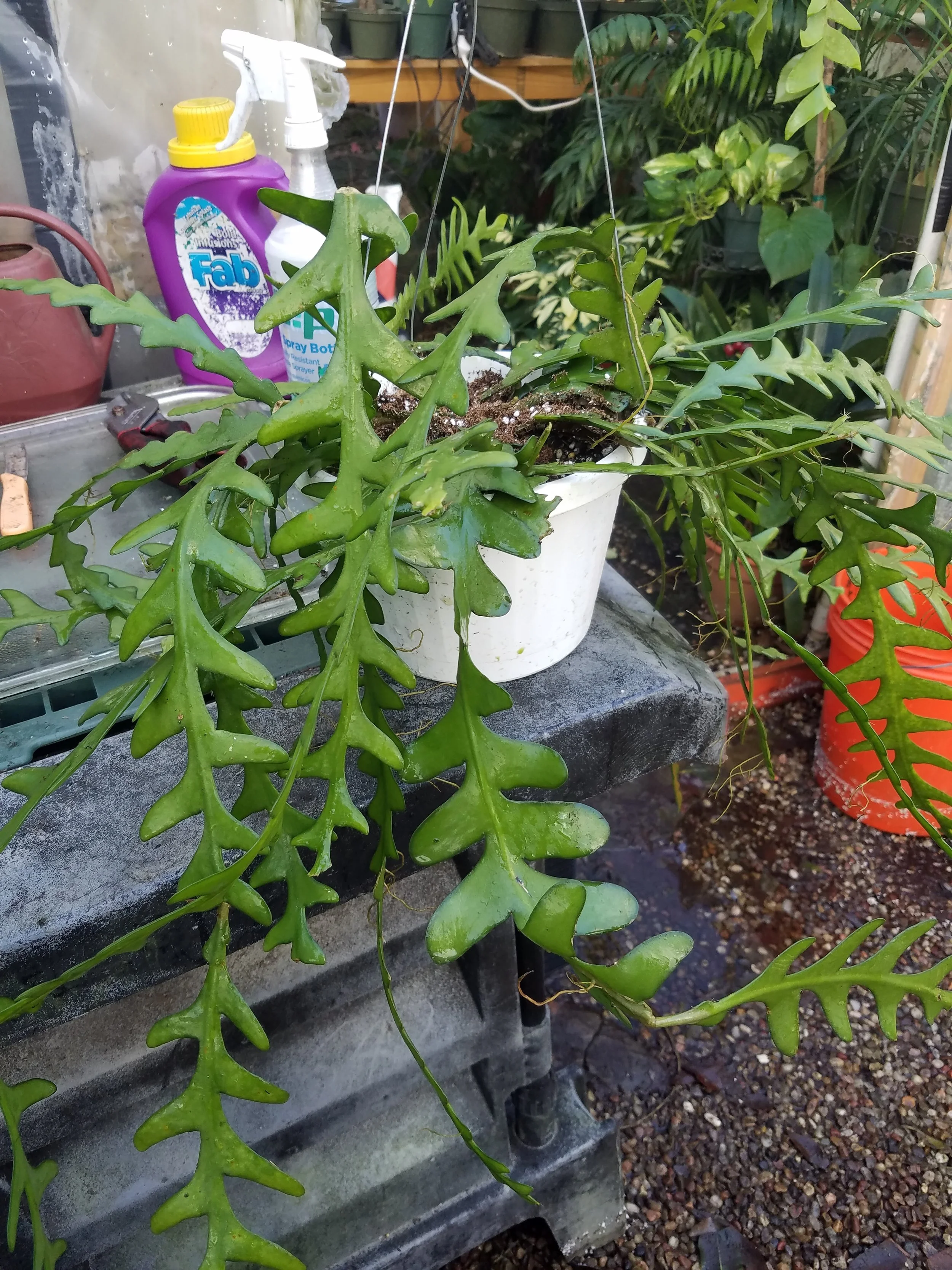 Cryptocereus anthonyanus Fishbone Cactus