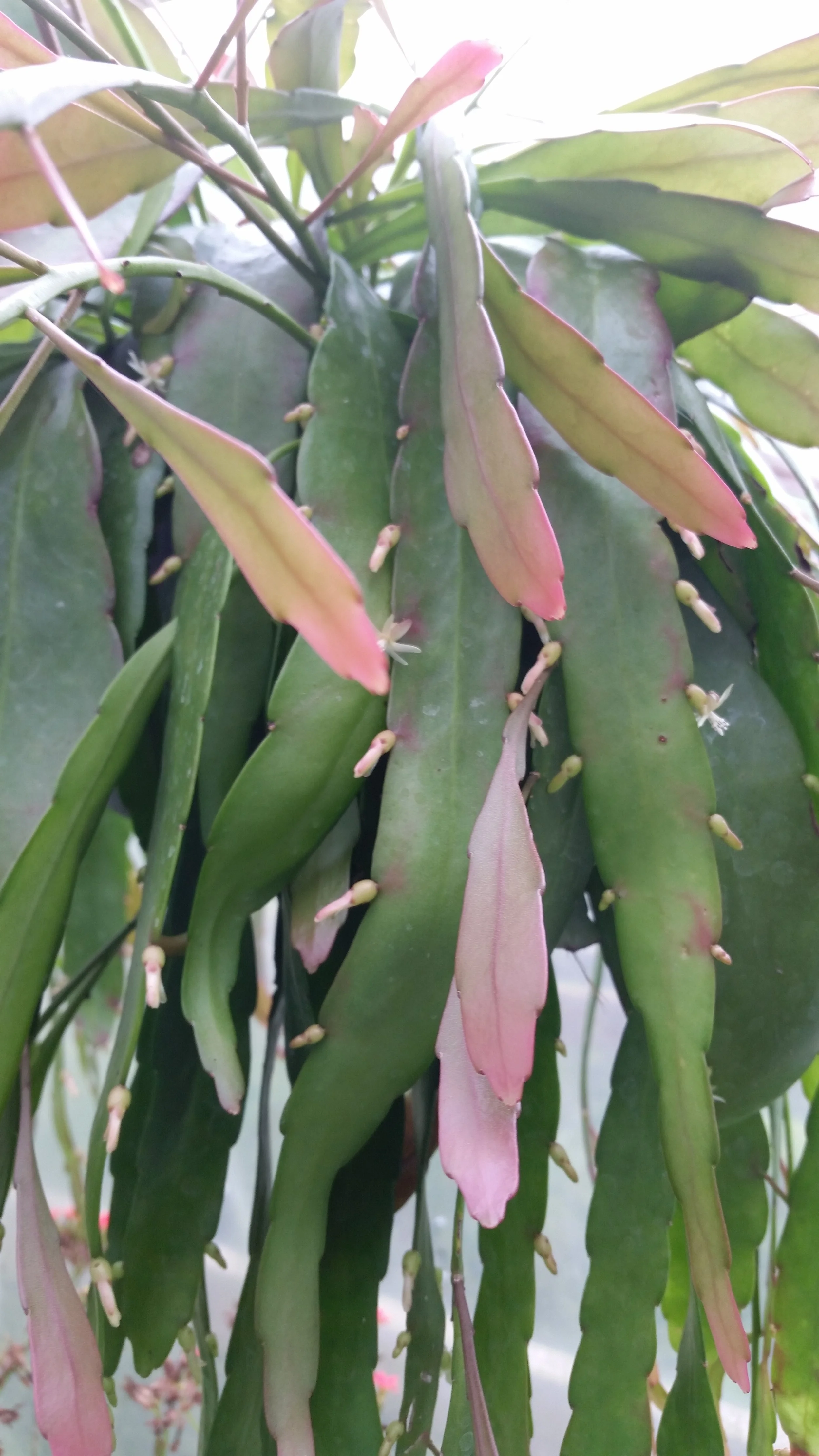 Pseudorhipsalis  ramulosa Red Rhipsalis